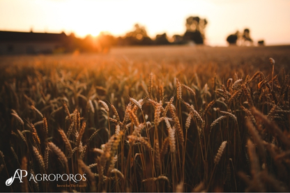 What Should Be Considered When Purchasing Amino Acid Fertilizers in Bulk?